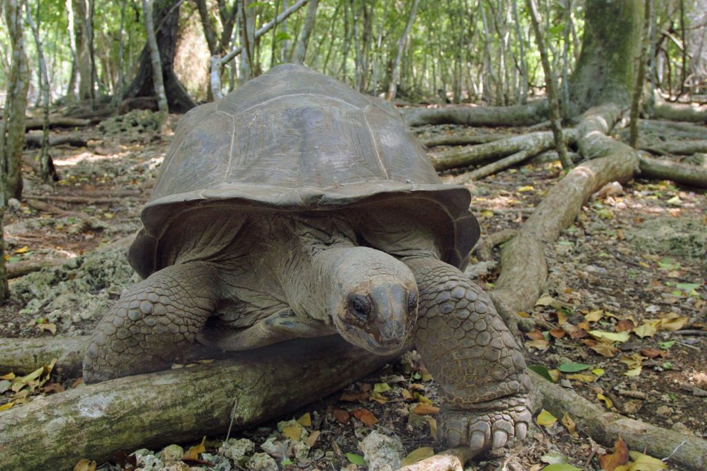 Aldabra obří želva v lese na Zanzibaru | mattiaath/123RF.com