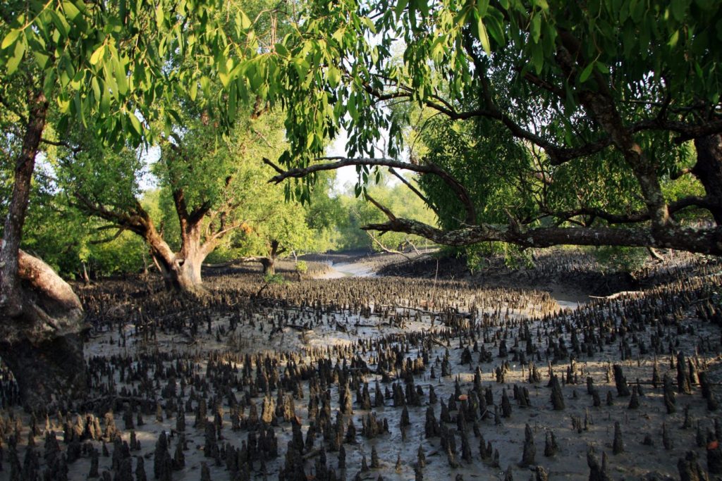 Mangrové lesy Sundarbas | buetsss/123RF.com