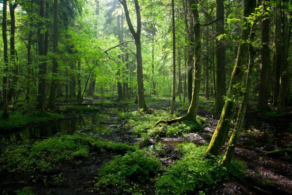 Bělověžský prales v Polsku | aleksander/123RF.com