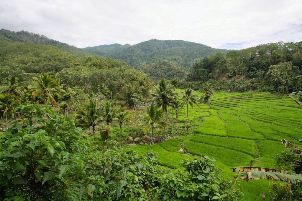 Rýžová pole s palmami na ostrově Flores | estivillml/123RF.com