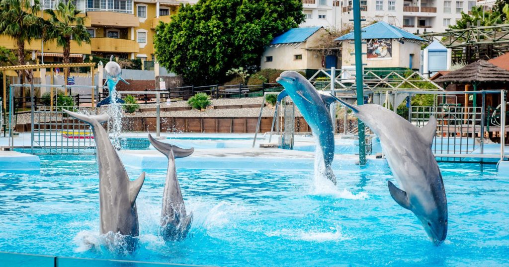 Delfíni v Benalmádena akváriu poblíž Málagy | amoklv/123RF.com