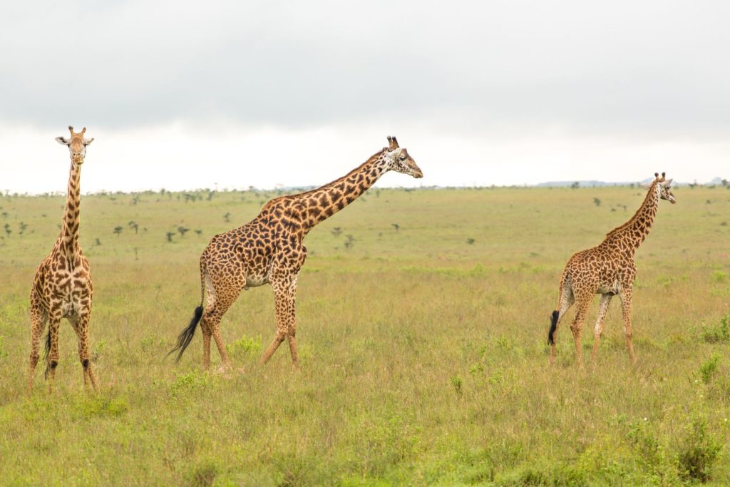 Žirafy v Národním parku Nairobi v Keni | derejeb/123RF.com