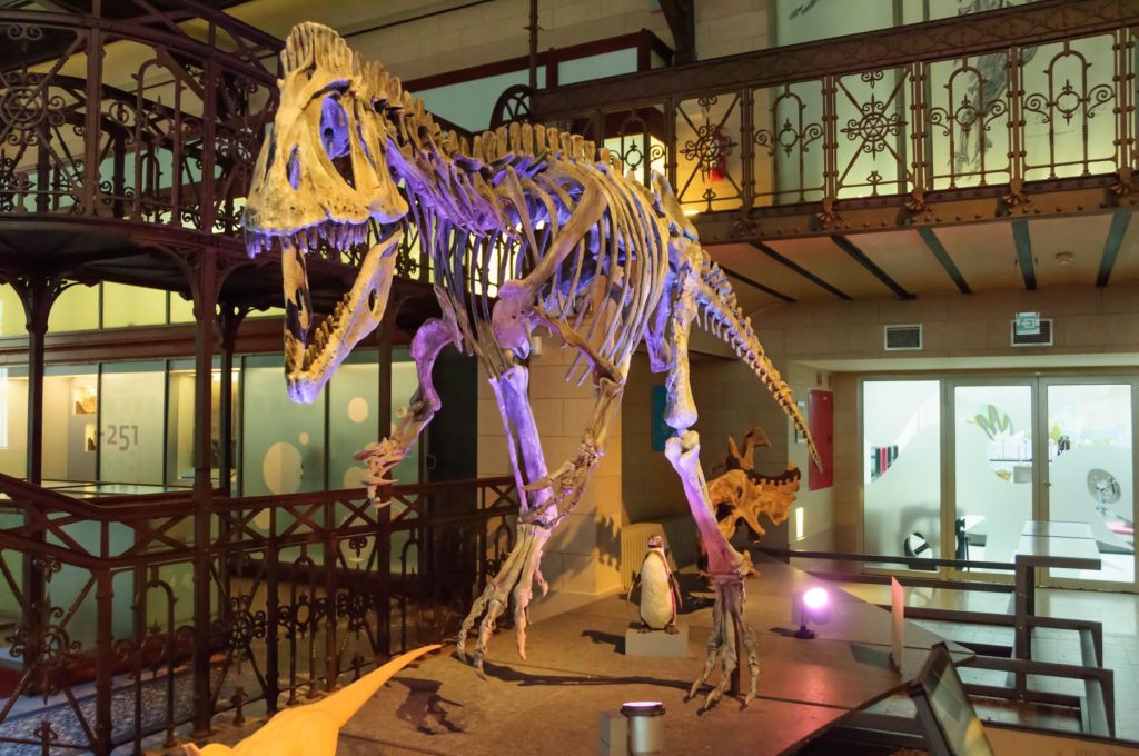 Kostra dinosaura v Muzeu přírodních věd v Bruselu | andrcgs/123RF.com