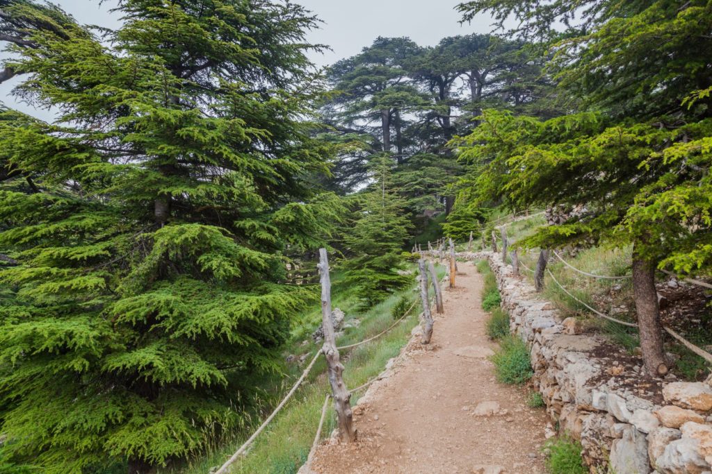 Cesta Cedrovým lesem ve Svatém údolí v Libanonu | axel2001/123RF.com
