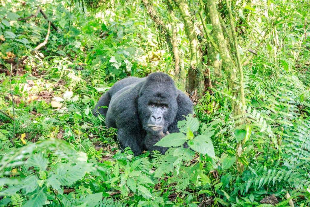 Horská gorila v Národním parku Virunga v Demokratické republice Kongo | simoneemanphotography/123RF.com