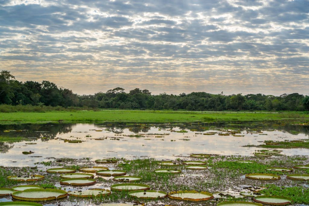 Národní park Pantanal Matogrossense v Brazílii | saaaaa/123RF.com