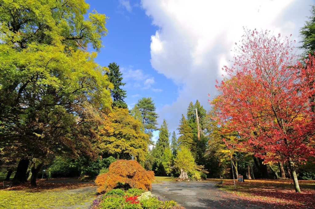 Podzimní Stanley Park ve Vancouveru | jamesvancouver/123RF.com