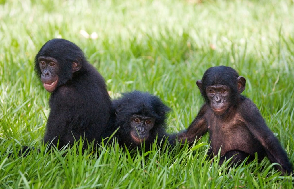 Šimpanzi v Lola ya Bonobo v Demokratické republice Kongo | gudkovandrey/123RF.com