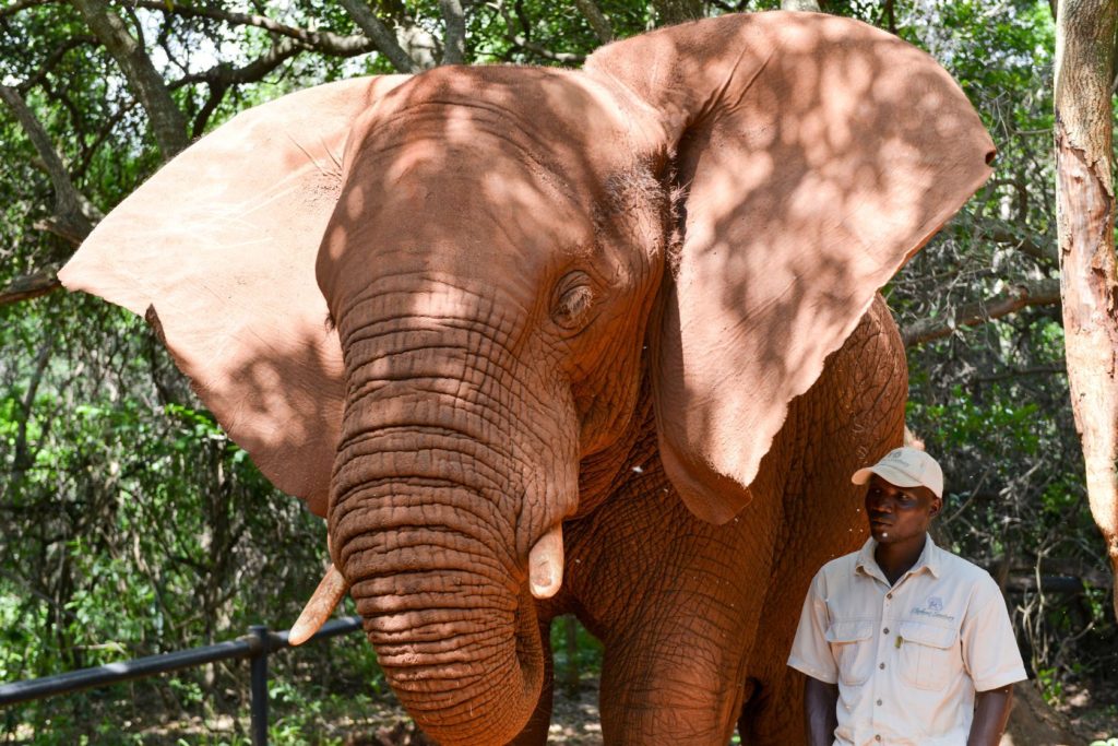 Slon v Elephant Sanctuary v Hartbeespoort v Jihoafrické republice | demerzel21/123RF.com