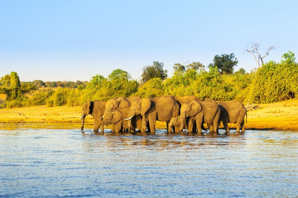 Sloní stádo v Národním parku Chobe v Botswaně | timhester/123RF.com