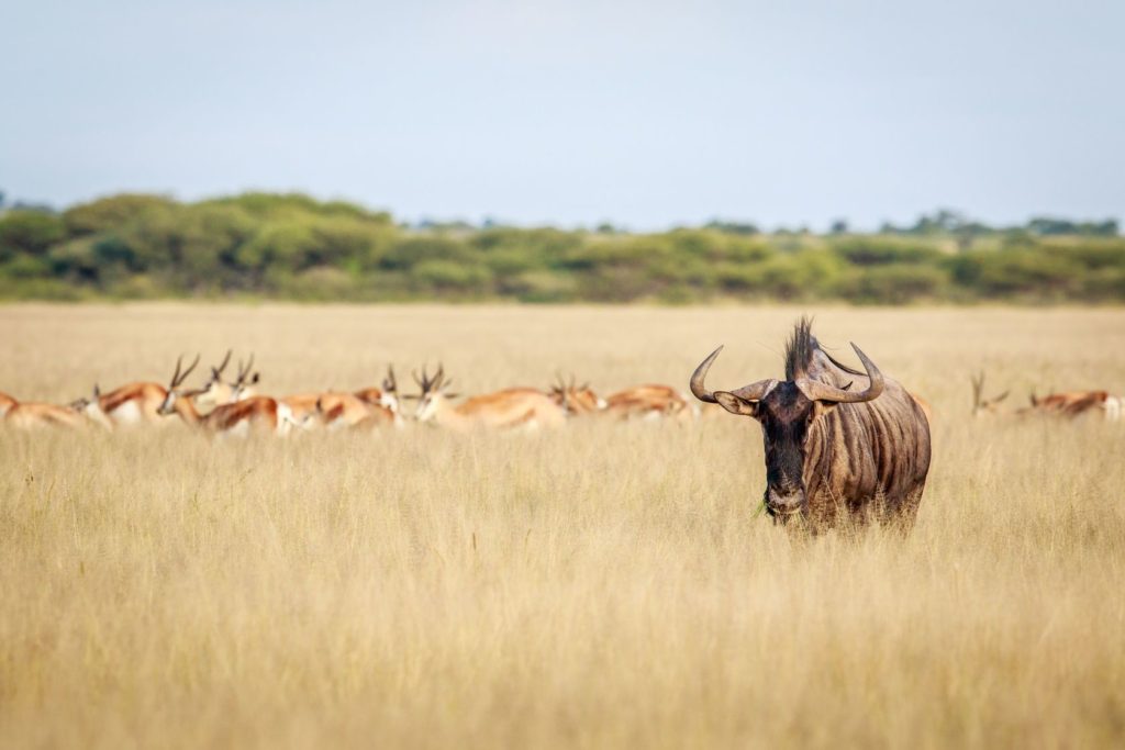 Zvířata v oblasti Central Kalahari v Botswaně | simoneemanphotography/123RF.com